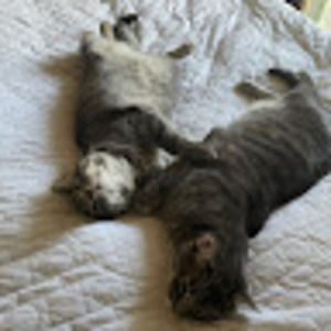 Meet your Posher, Romy